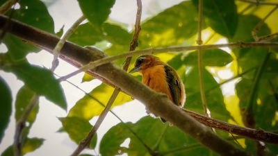 Rötelmausspecht / White-browed Piculet