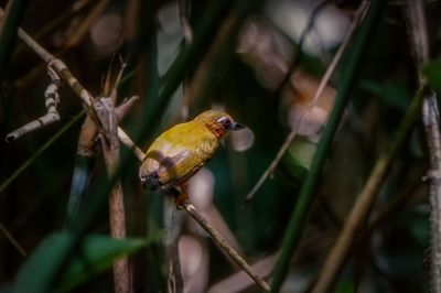 Rötelmausspecht / White-browed Piculet