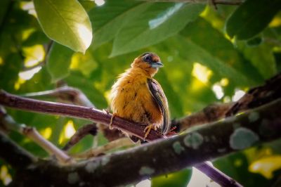 Rötelmausspecht / White-browed Piculet