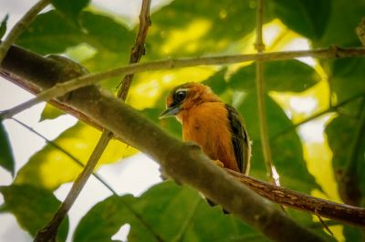 Rötelmausspecht / White-browed Piculet