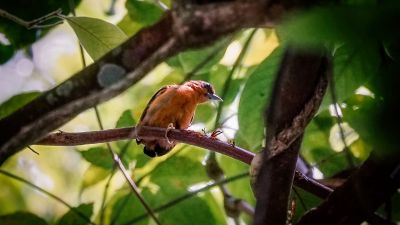 Rötelmausspecht / White-browed Piculet