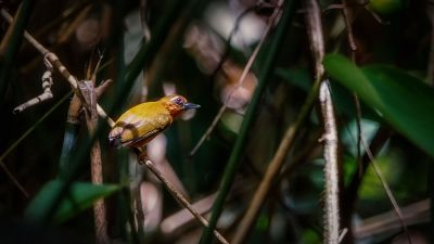 Rötelmausspecht / White-browed Piculet