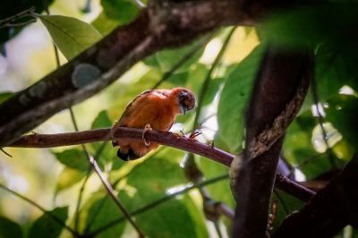 Rötelmausspecht / White-browed Piculet