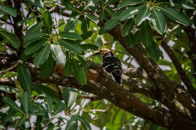 Schwarzhalsstar / Black-collared Starling