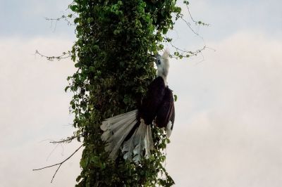 Langschopf-Hornvogel (M) / White-crowned Hornbill