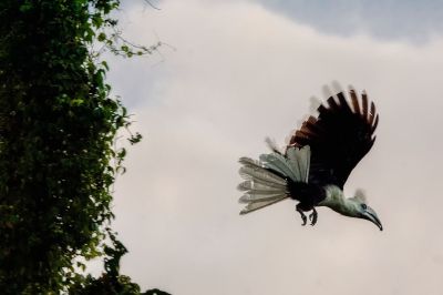 Langschopf-Hornvogel (M) / White-crowned Hornbill