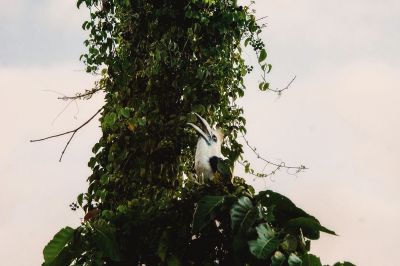 Langschopf-Hornvogel (M) / White-crowned Hornbill