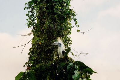 Langschopf-Hornvogel (M) / White-crowned Hornbill