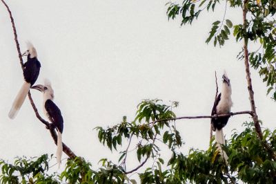Langschopf-Hornvogel (2M&1W) / White-crowned Hornbill