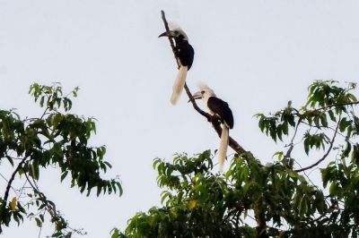 Langschopf-Hornvogel (M&W) / White-crowned Hornbill