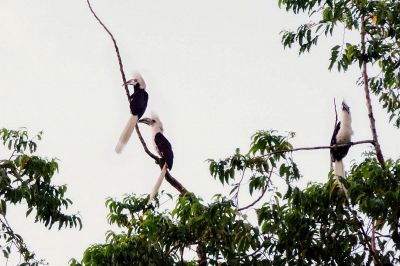 Langschopf-Hornvogel (2M&1W) / White-crowned Hornbill