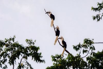 Langschopf Hornvogel / White-crowned Hornbill