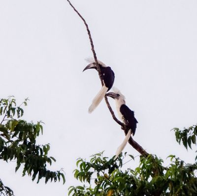 Langschopf-Hornvogel (M&W) / White-crowned Hornbill