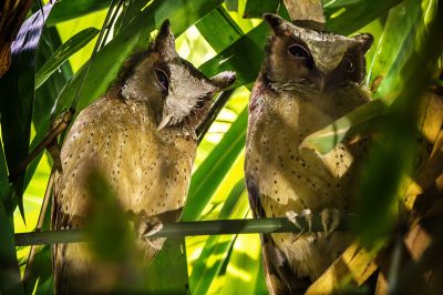 Weißstirneule / White-fronted Scops-owl