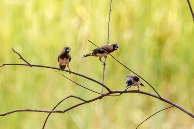 Spitzschwanz-Bronzemännchen / White-rumped Munia