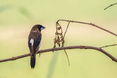 Spitzschwanz-Bronzemännchen / White-rumped Munia