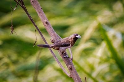 Spitzschwanz-Bronzemännchen / White-rumped Munia