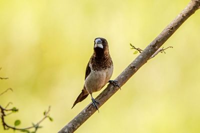 Spitzschwanz-Bronzemännchen / White-rumped Munia