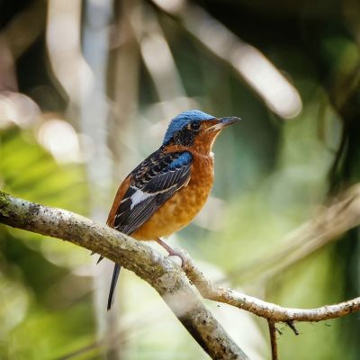 Amurrötel (M) / White-throated Rock-thrush