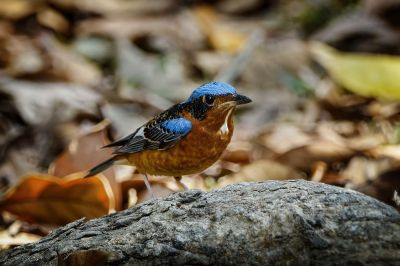 Amurrötel (M) / White-throated Rock-thrush