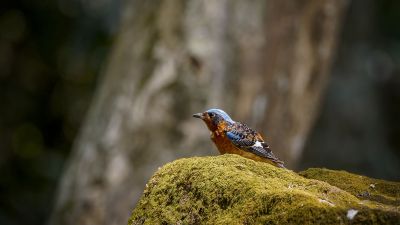 Amurrötel (M) / White-throated Rock-thrush