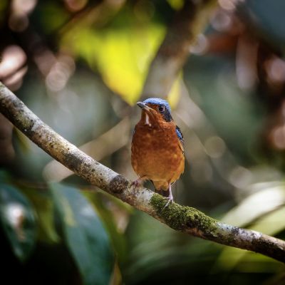 Amurrötel (M) / White-throated Rock-thrush