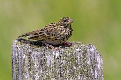 Wiesenpieper / Meadow Pipit