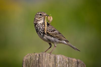 Wiesenpieper / Meadow Pipit