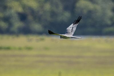 Wiesenweihe (M) / Montagu's harrier