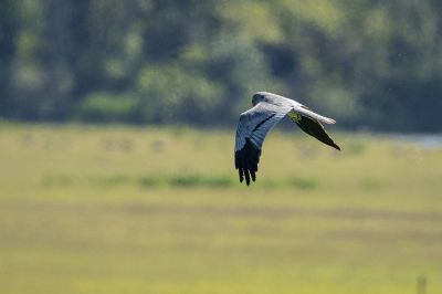 Wiesenweihe (M) / Montagu's harrier