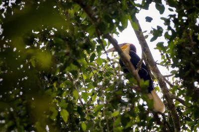 Furchenhornvogel (M) / Wreathed Hornbill