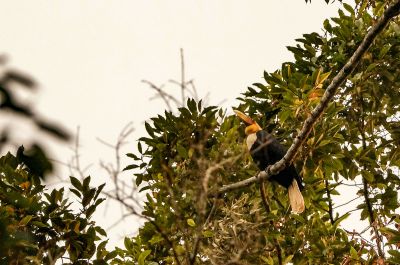 Furchenhornvogel (M) / Wreathed Hornbill