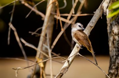 Augenstreifbülbül / Yellow-vented Bulbul
