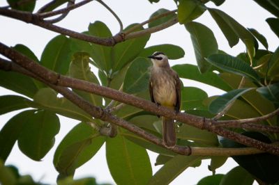 Augenstreifbülbül / Yellow-vented Bulbul