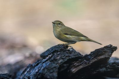 Zilpzalp / Chiffchaff