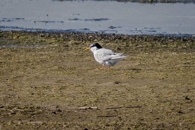 Zwergseeschwalbe / Little Tern