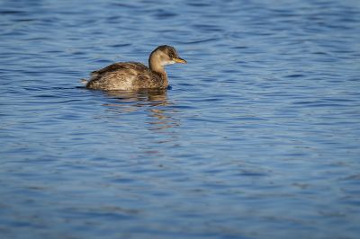 Zwergtaucher / Little Grebe