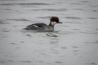 Zwergsäger (F) / Smew