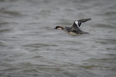 Zwergsäger (F) / Smew