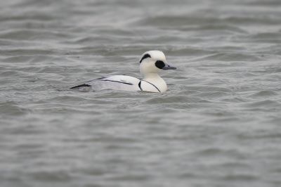 Zwergsäger (M) / Smew