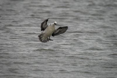 Zwergsäger (M) / Smew