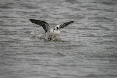 Zwergsäger (M) / Smew