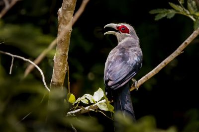 Großer Grünschnabelkuckuck / Green-billed Malkoha