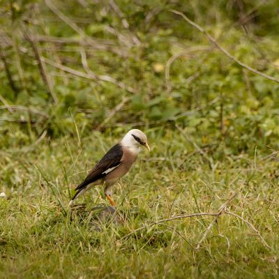 Burmastar - Burmamaina / Vinous-breasted Starling - Vinous-breasted Myna