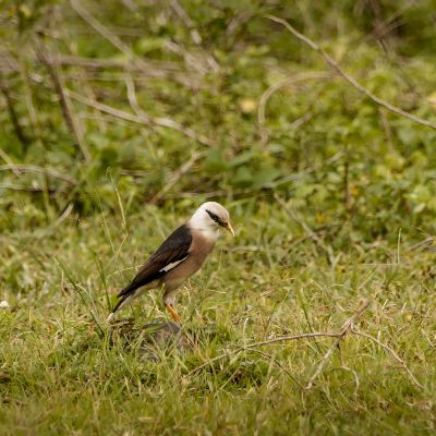 Burmastar - Burmamaina / Vinous-breasted Starling - Vinous-breasted Myna