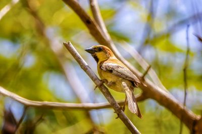 Gelbbauchsperling (M) / Plain-backed Sparrow - Pegu Sparrow