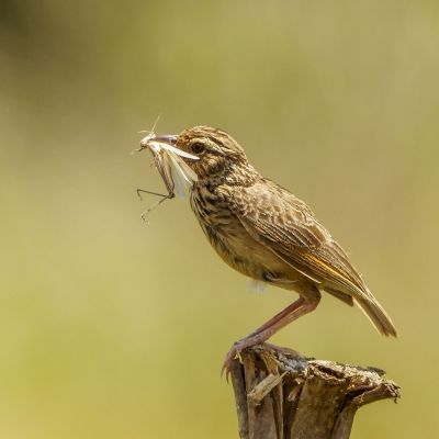 Indochinalerche / Indochinese Bushlark