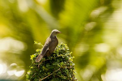 Klagekuckuck (M) / Plaintive Cuckoo