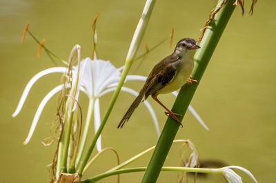 Schlichtprinie / Plain Prinia