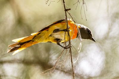 Wergmennigvogel (M) / Small Minivet